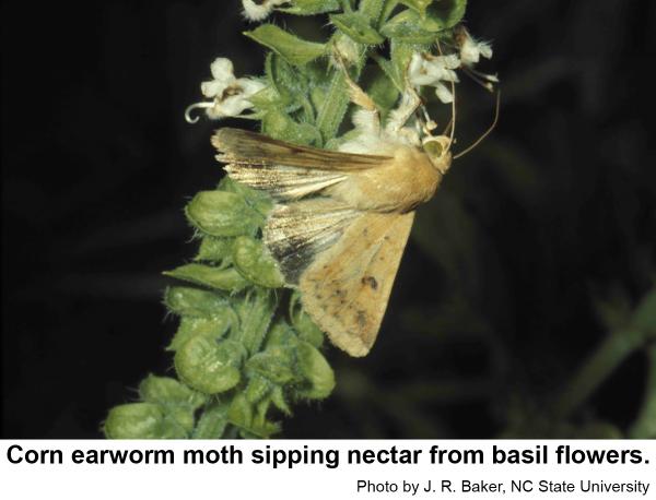 Thumbnail image for Corn Earworm on Ornamentals